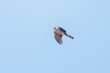 飛翔する美しいハイタカ（タカ科）
英名学名：Sparrowhawk (Accipiter nisus, family comprsing hawks)
栃木県栃木市渡良瀬遊水地-2025
