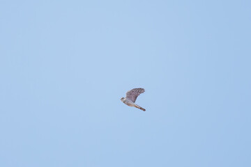 飛翔する美しいハイタカ（タカ科）
英名学名：Sparrowhawk (Accipiter nisus, family comprsing hawks)
栃木県栃木市渡良瀬遊水地-2025

