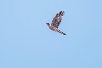 飛翔する美しいハイタカ（タカ科）
英名学名：Sparrowhawk (Accipiter nisus, family comprsing hawks)
栃木県栃木市渡良瀬遊水地-2025
