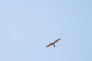 飛翔する美しいハイタカ（タカ科）
英名学名：Sparrowhawk (Accipiter nisus, family comprsing hawks)
栃木県栃木市渡良瀬遊水地-2025
