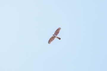 飛翔する美しいハイタカ（タカ科）
英名学名：Sparrowhawk (Accipiter nisus, family comprsing hawks)
栃木県栃木市渡良瀬遊水地-2025
