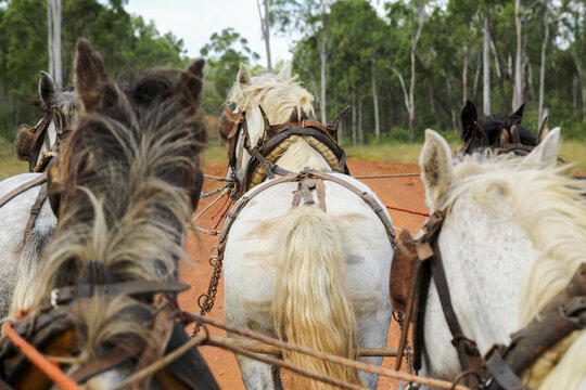 A team of five horses harnessed together pulling a cart.