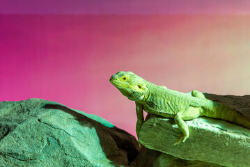A medium-sized green lizard basking under the warm glow of a solar lamp, leisurely moving across the terrarium floor in a relaxed, sunlit moment.