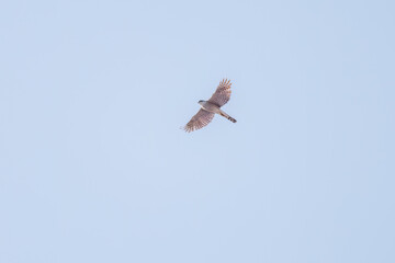 飛翔する美しいハイタカ（タカ科）
英名学名：Sparrowhawk (Accipiter nisus, family comprsing hawks)
栃木県栃木市渡良瀬遊水地-2025
