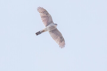 飛翔する美しいハイタカ（タカ科）
英名学名：Sparrowhawk (Accipiter nisus, family comprsing hawks)
栃木県栃木市渡良瀬遊水地-2025
