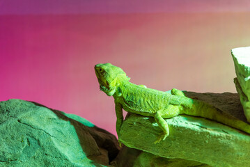 A medium-sized green lizard basking under the warm glow of a solar lamp, leisurely moving across the terrarium floor in a relaxed, sunlit moment.