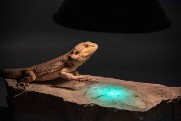 A medium-sized green lizard basking under the warm glow of a solar lamp, leisurely moving across...