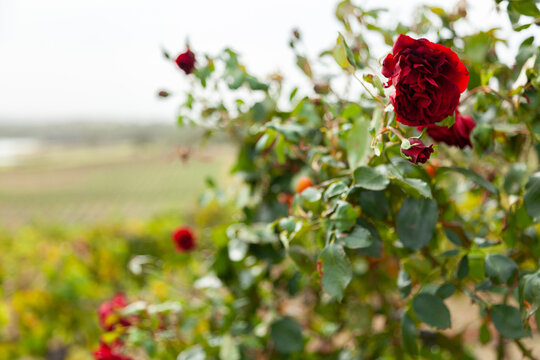 Red rose on bush beside rows of vines at winery
