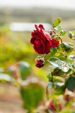 Red rose on bush beside rows of vines at winery