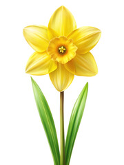 Fototapeta premium Beautiful Yellow Daffodil Flower with Green Leaves on a Trensprent Background png