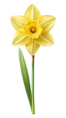 Fototapeta premium Realistic Yellow Daffodil Illustration on a Trensprent Background png, a Springtime Delight