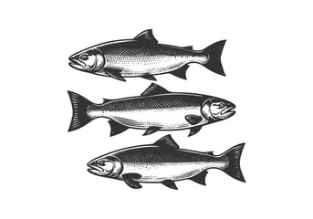 Atlantic Salmon hand drawn sketch illustration vector