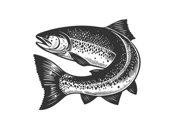 Atlantic Salmon hand drawn sketch illustration vector © Shutoda