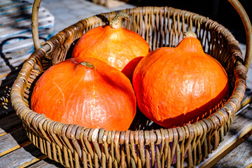 Harvested pumpkins in a woven basket under sunlight at a rural farm in autumn