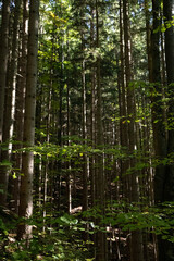 Fototapeta premium river in forest