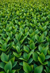 Fototapeta premium Uniformly sized leaves blanket a vibrant green field, rural, consistent