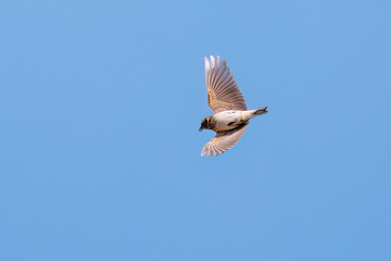 さえずりながら飛翔する美しいヒバリ（ヒバリ科）
英名学名：Eurasian skylark (Alauda arvensis, family comprising skylarks)
栃木県栃木市渡良瀬遊水地-2025
