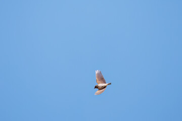 さえずりながら飛翔する美しいヒバリ（ヒバリ科）
英名学名：Eurasian skylark (Alauda arvensis, family comprising skylarks)
栃木県栃木市渡良瀬遊水地-2025
