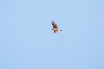 さえずりながら飛翔する美しいヒバリ（ヒバリ科）
英名学名：Eurasian skylark (Alauda arvensis, family comprising skylarks)
栃木県栃木市渡良瀬遊水地-2025
