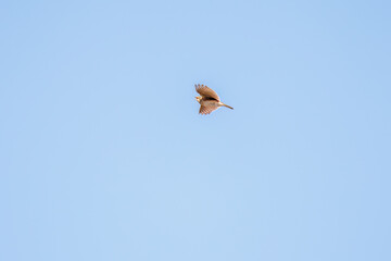 さえずりながら飛翔する美しいヒバリ（ヒバリ科）
英名学名：Eurasian skylark (Alauda arvensis, family comprising skylarks)
栃木県栃木市渡良瀬遊水地-2025
