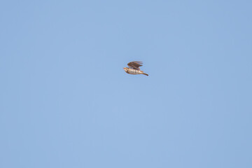 さえずりながら飛翔する美しいヒバリ（ヒバリ科）
英名学名：Eurasian skylark (Alauda arvensis, family comprising skylarks)
栃木県栃木市渡良瀬遊水地-2025
