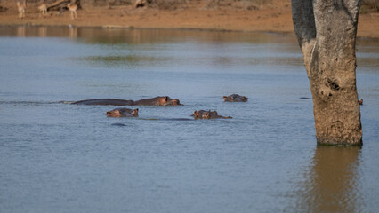 Fototapeta premium Flusspferd genannt Nilpferd - Hippo, im Krüger National Park - Kruger Nationalpark Südafrika