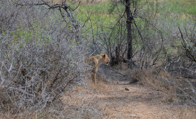 Löwin oder Löwe im Busch vom Krüger National Park - Kruger Nationalpark Südafrika
