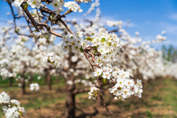 Pear flowers bloom in spring