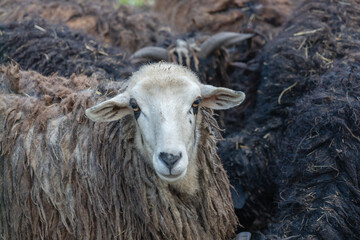 Cool view on sheep walking under the sun