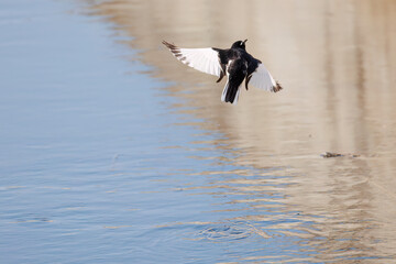 飛び立つ綺麗なセグロセキレイ（セキレイ科）
英名学名：Japanese Pied Wagtail (Motacilla grandis,
family of wagtails)
栃木県栃木市渡良瀬遊水地-2025
