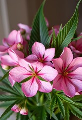 Obraz premium Delicate pink flower bouquet, cannabis leaf accents, handcrafted, pastel, cannabis leaves