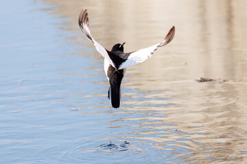 飛び立つ綺麗なセグロセキレイ（セキレイ科）
英名学名：Japanese Pied Wagtail (Motacilla grandis,
family of wagtails)
栃木県栃木市渡良瀬遊水地-2025
