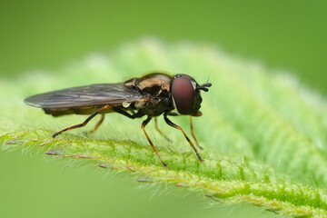 Closeup on a Short or Variable duskyface fly, Melanostoma mellinum perched on a green leaf