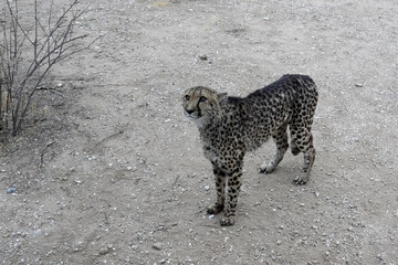 Gepard im Gebiet von Erongo in Namibia © Markus Kammermann