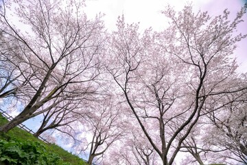 大和町八谷緑地公園