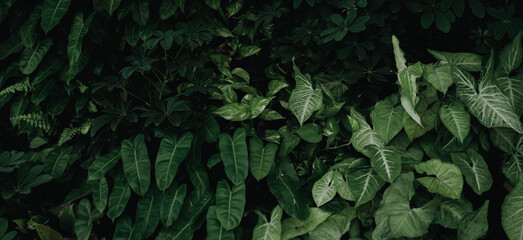 abstract green leaf texture, nature background, tropical leaf.