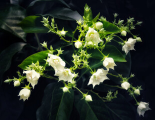 A bouquet of white flowers with both buds and blooms.