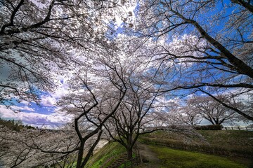 大和町八谷緑地公園