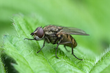 Detailed closeup on a Root-Maggot Fly , Leucophora perched on a green leaf in the garden