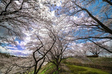 大和町八谷緑地公園