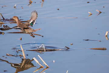 飛翔する美しいコガモ（カモ科）他の群れ
英名学名：Common Teal (Anas crecca, family comprising Mareca ducks)
栃木県栃木市渡良瀬遊水地-2025
