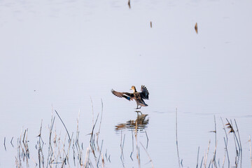 飛翔する美しいコガモ（カモ科）他の群れ
英名学名：Common Teal (Anas crecca, family comprising Mareca ducks)
栃木県栃木市渡良瀬遊水地-2025
