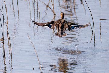 飛翔する美しいコガモ（カモ科）他の群れ
英名学名：Common Teal (Anas crecca,...