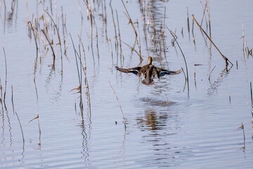 飛翔する美しいコガモ（カモ科）他の群れ
英名学名：Common Teal (Anas crecca, family comprising Mareca ducks)
栃木県栃木市渡良瀬遊水地-2025
