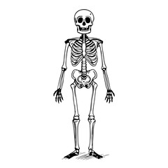 Realistic Human Skeleton Outline Design for Educational Illustrations and Halloween Decorations