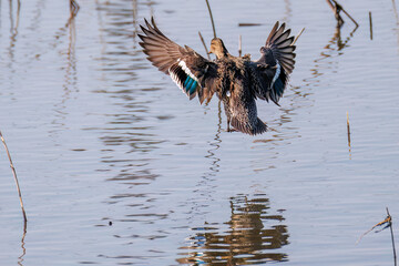 飛翔する美しいコガモ（カモ科）他の群れ
英名学名：Common Teal (Anas crecca,...