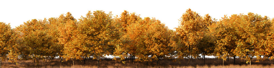 Row of trees with yellow leaves on them on white transparent background. 3D rendering illustration