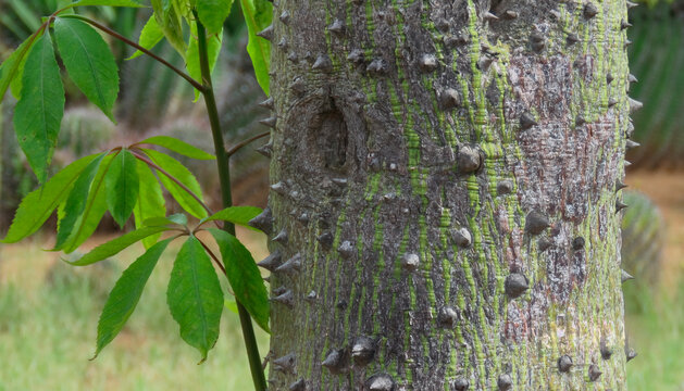 The Silk floss tree (Ceiba speciosa) trunk is adorned with spikes to potect the tree from predators.