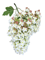 白いカシワバアジサイの花と葉