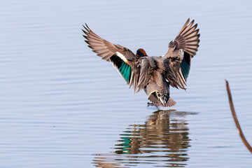 飛翔する美しいコガモ（カモ科）他の群れ
英名学名：Common Teal (Anas crecca, family comprising Mareca ducks)
栃木県栃木市渡良瀬遊水地-2025

